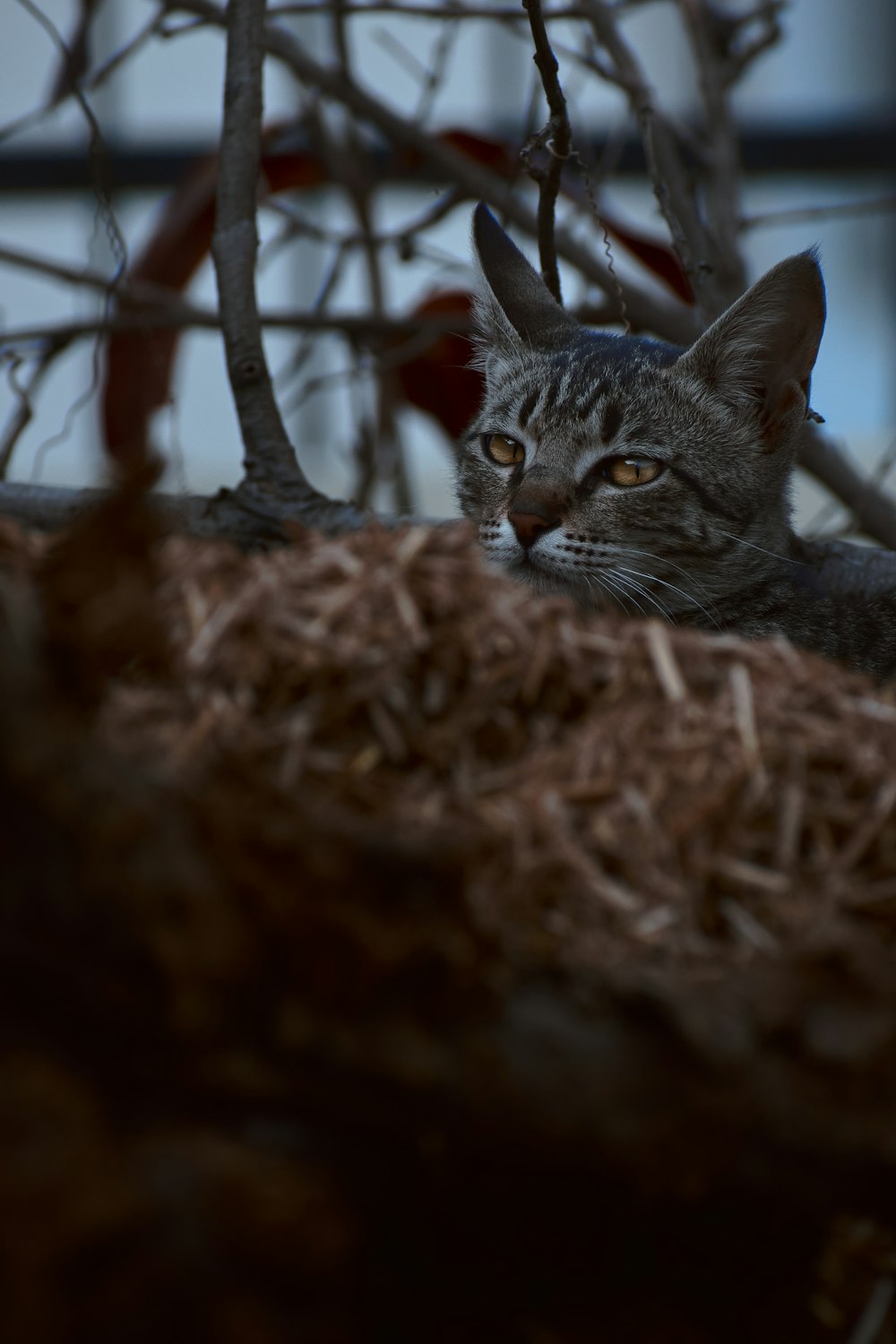 a cat sitting in a pile of hay next to a tree