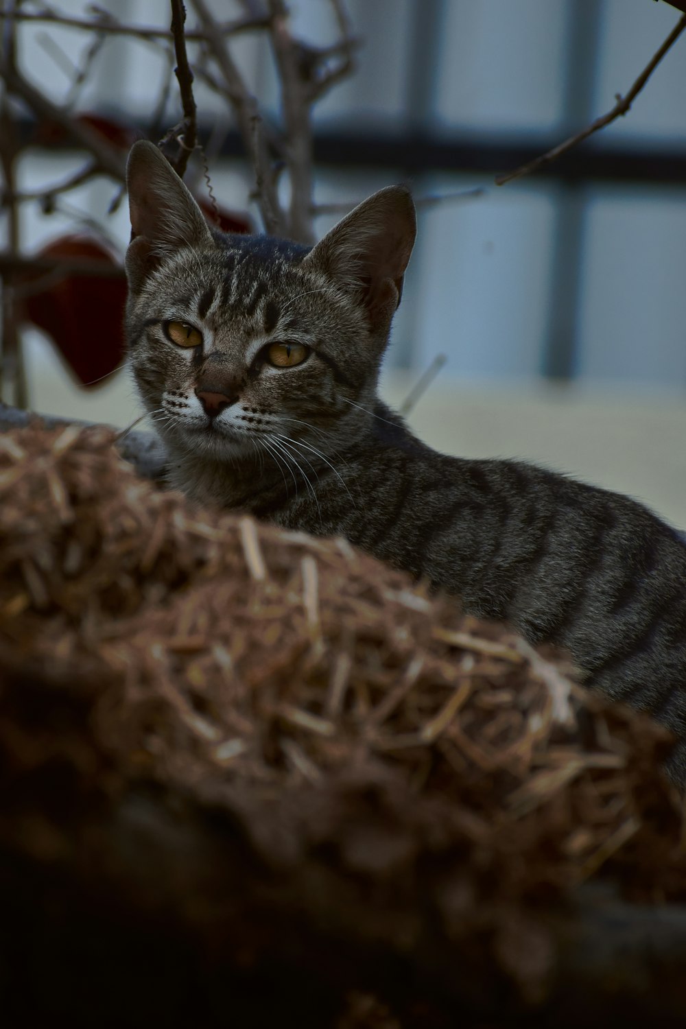 a cat sitting on top of a pile of hay