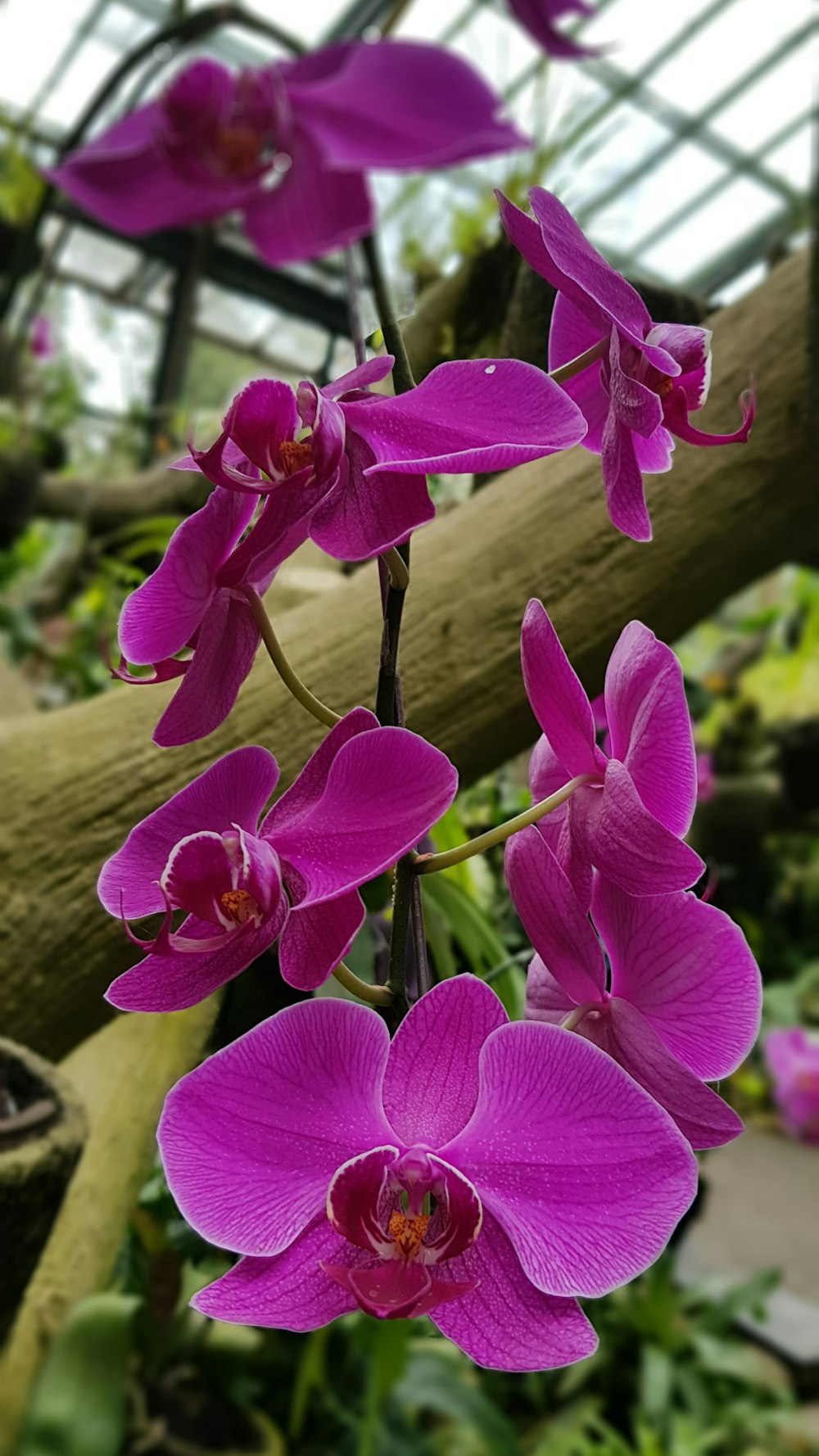 a bunch of purple flowers in a greenhouse