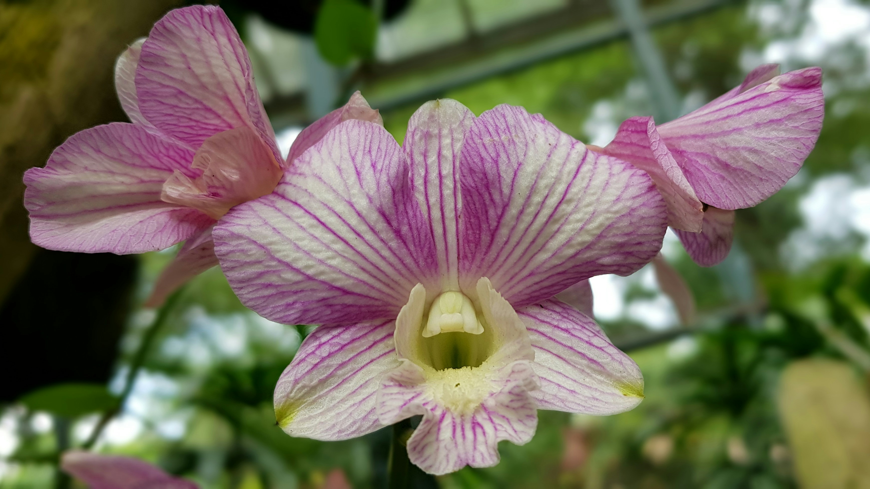 a close up of a pink and white flower