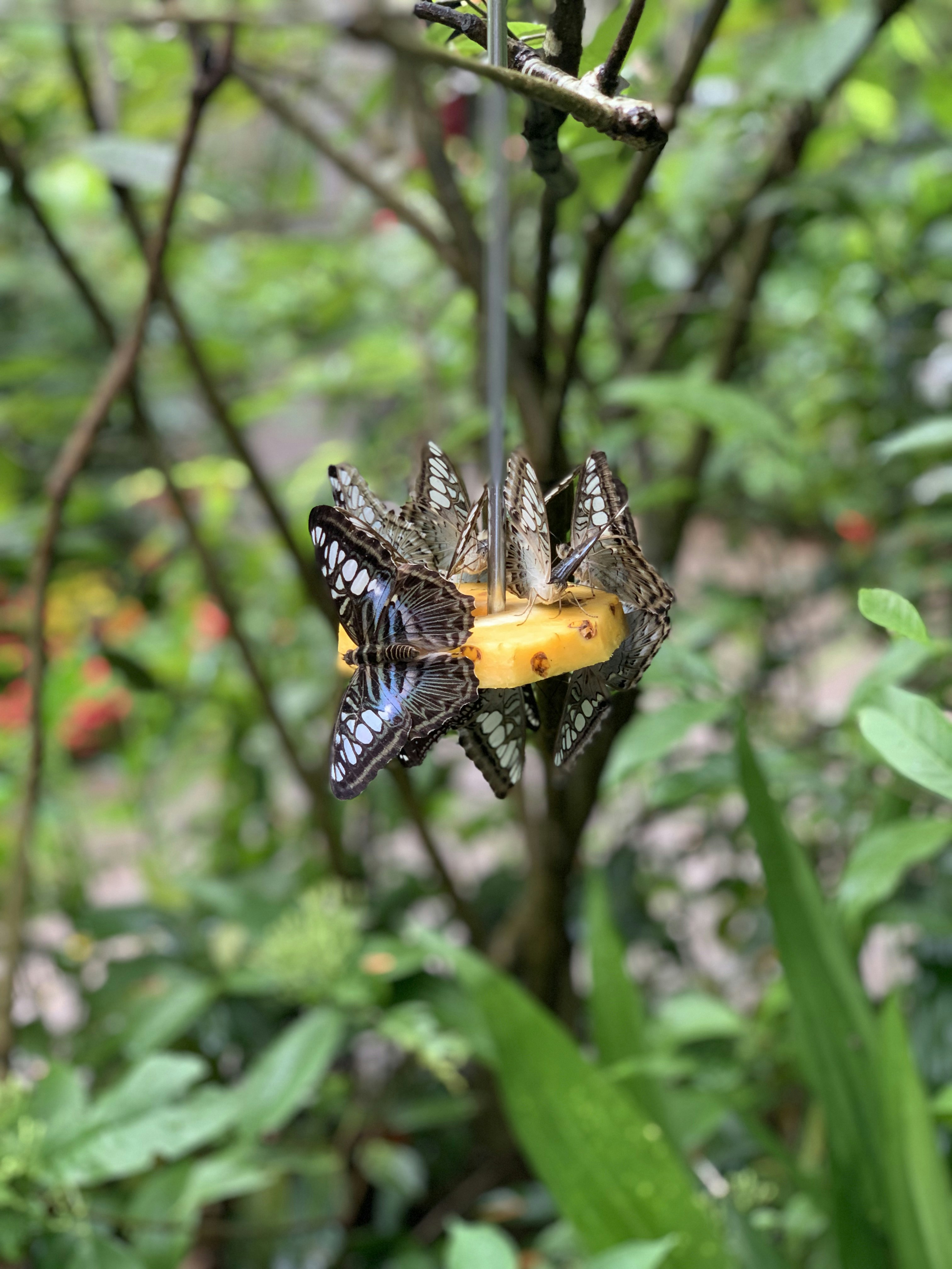 Ein Schmetterling auf einer Blume in einem Wald