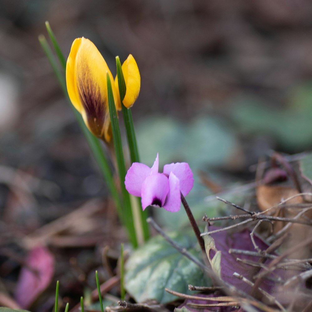 a couple of flowers that are in the dirt