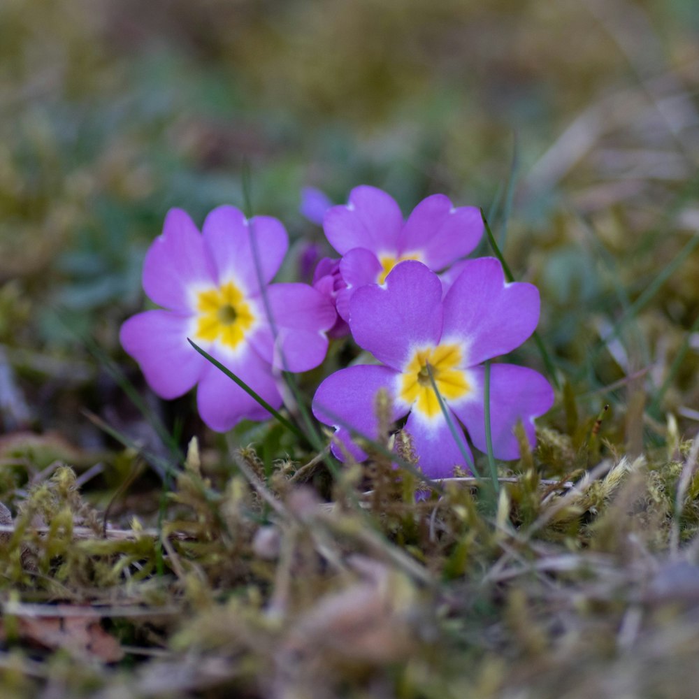 a couple of small purple flowers sitting on top of a grass covered field