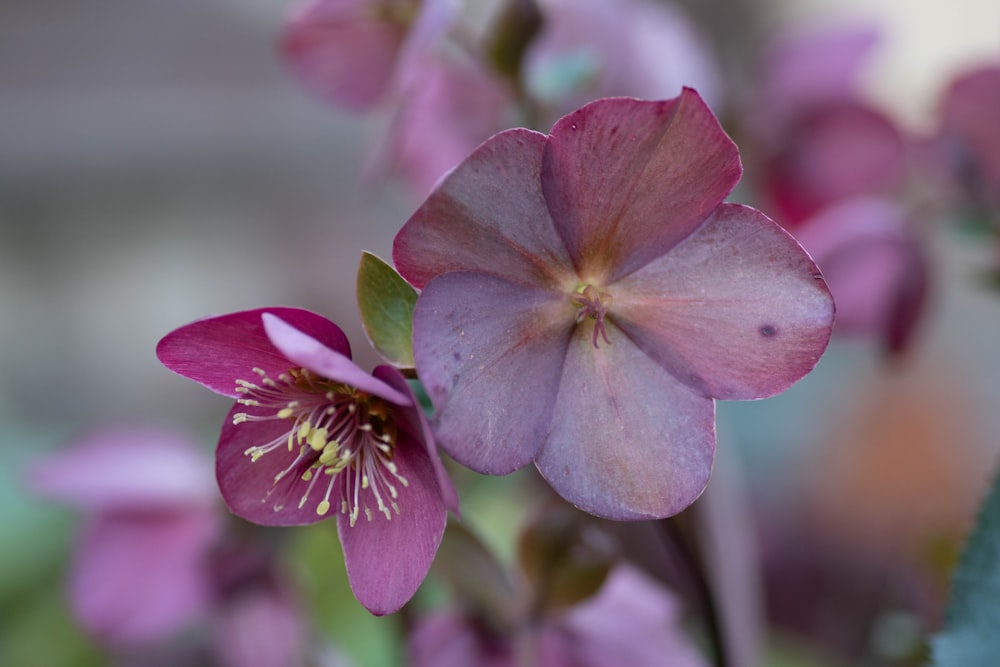 a close up of a flower with a blurry background