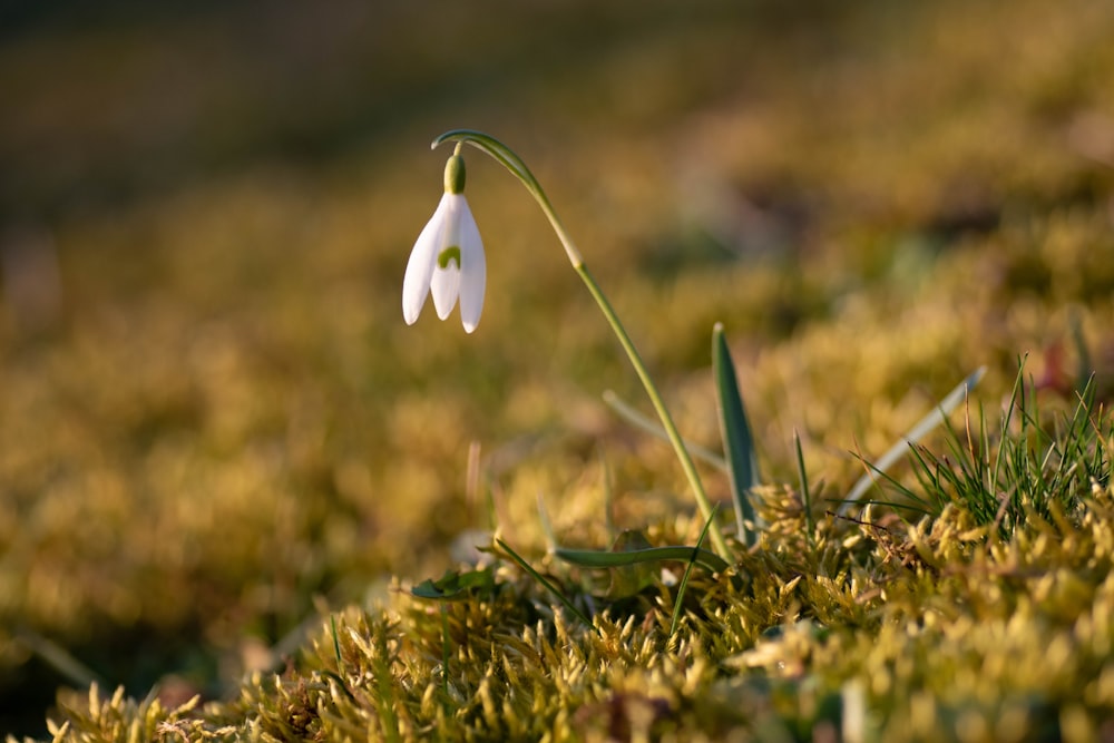 a small white flower sitting on top of a lush green field