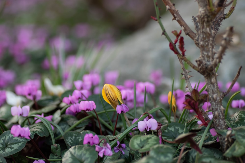 a close up of a yellow flower surrounded by purple flowers