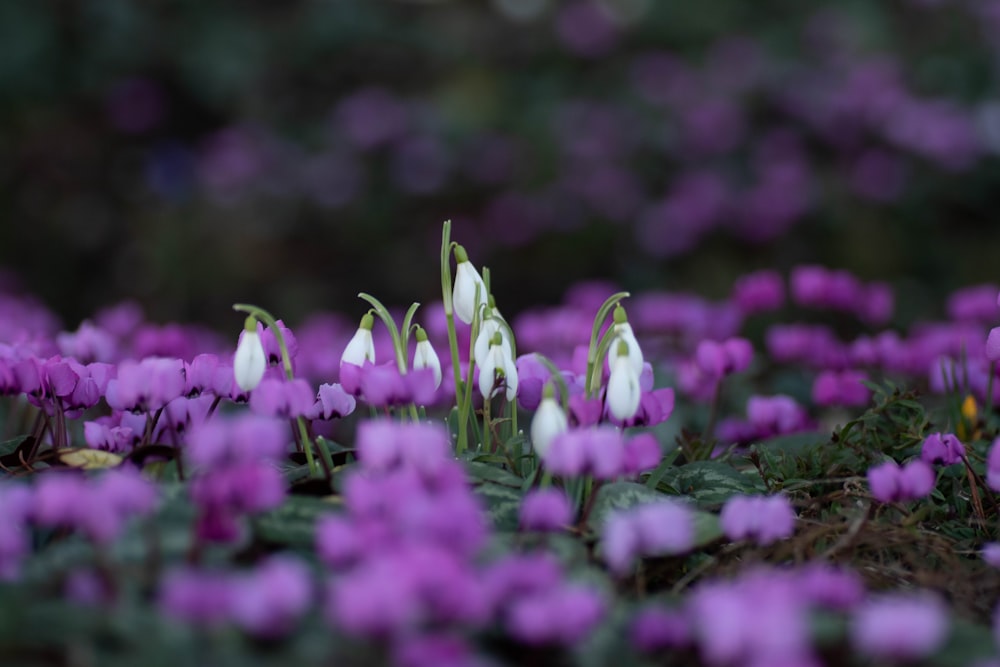 a field of purple and white flowers