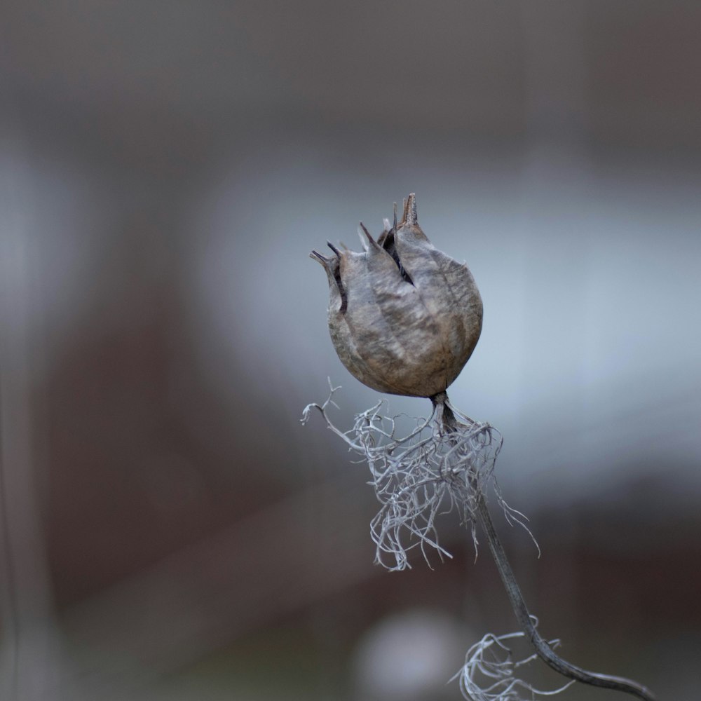 a small bird sitting on top of a plant