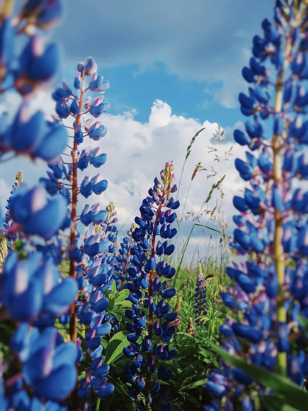 a field full of blue flowers under a cloudy blue sky