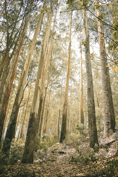 Himalayan Nature Trails