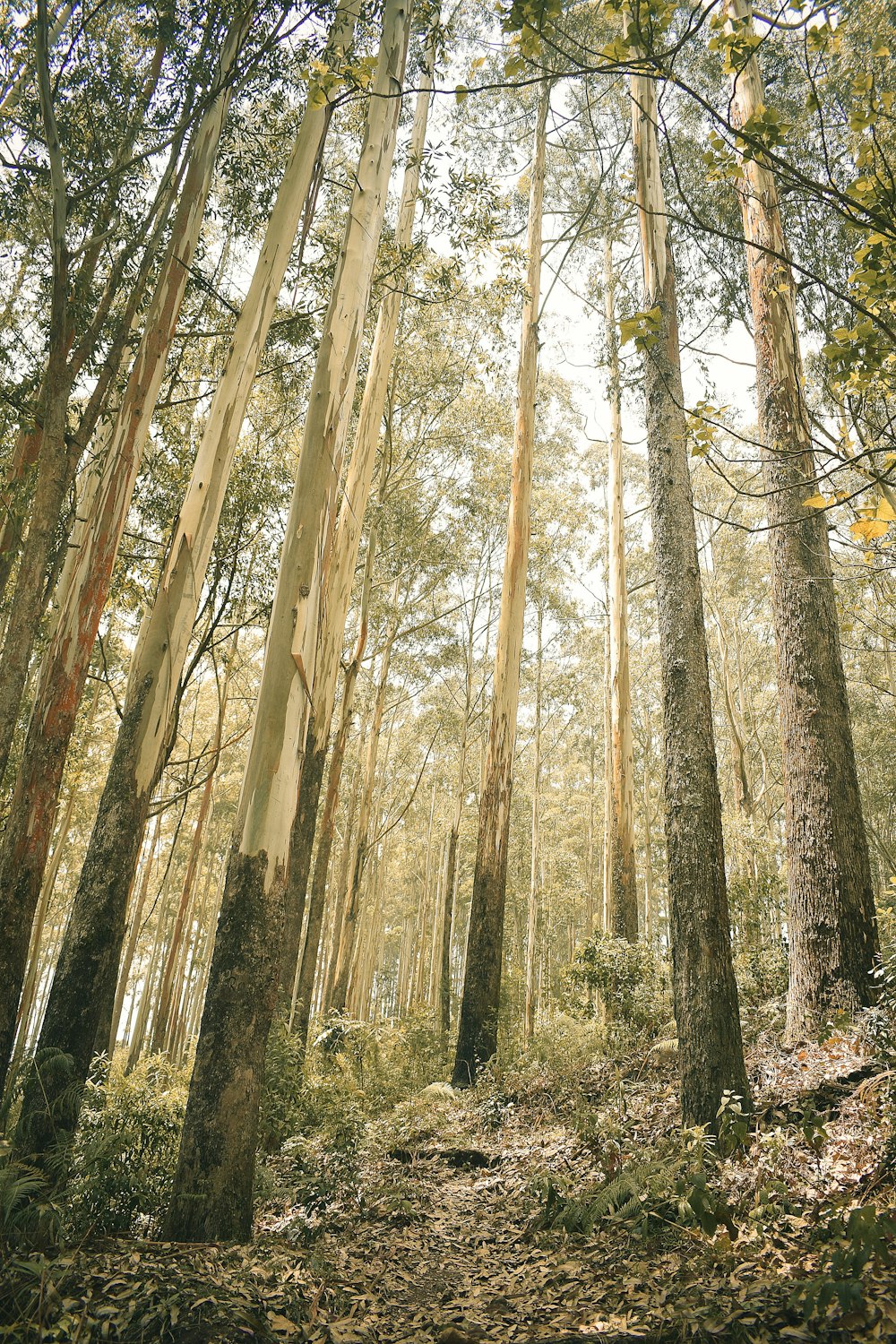 a path in the middle of a forest with lots of trees