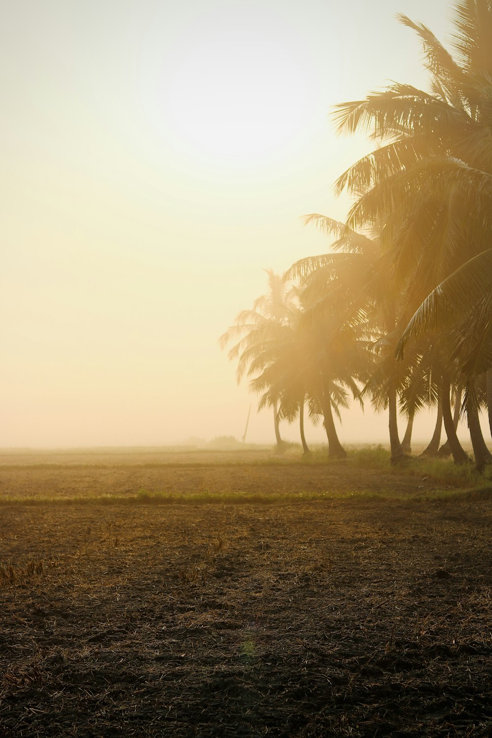 the sun shines through the palm trees on the beach