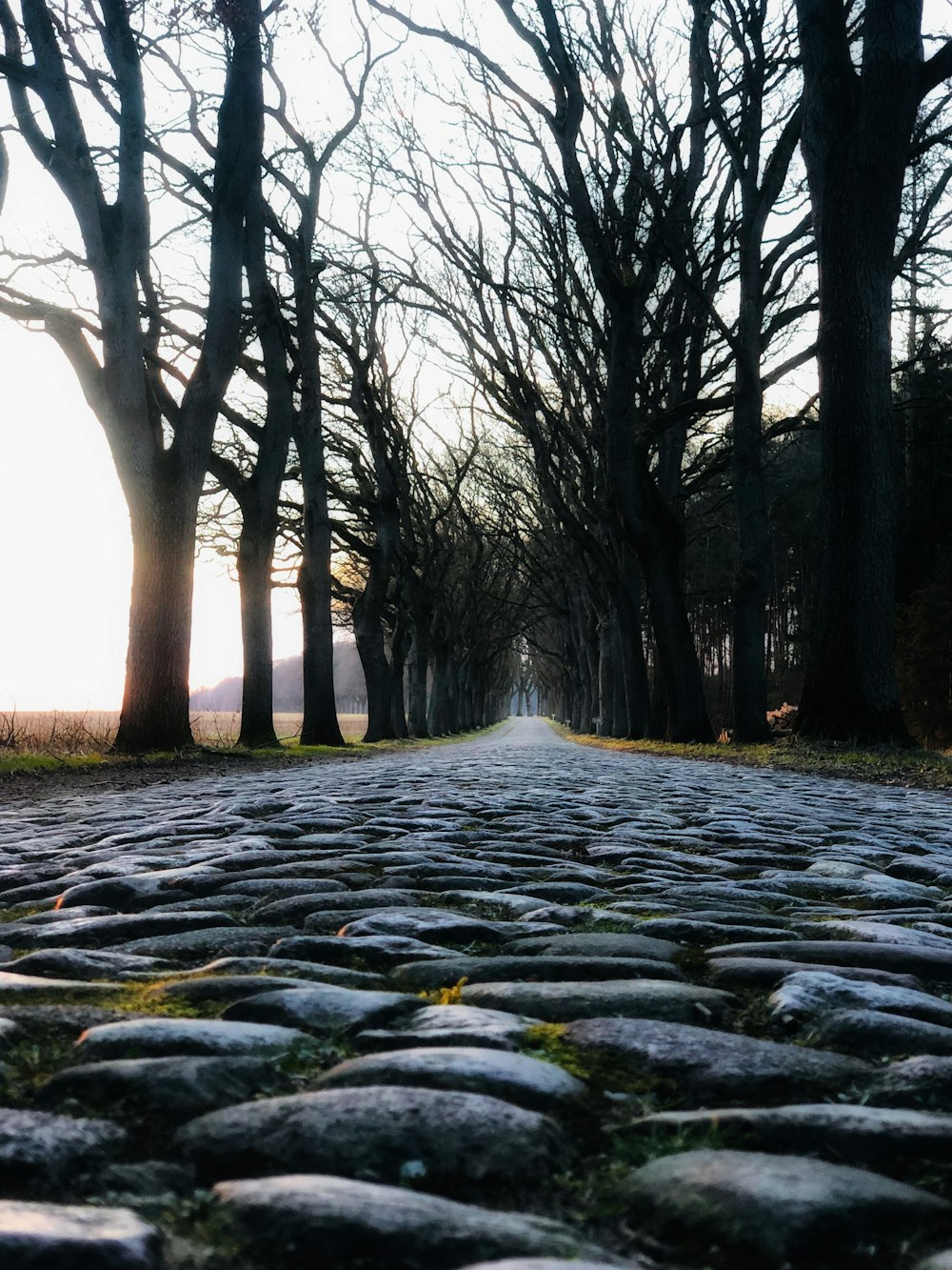 a cobblestone road with trees on both sides