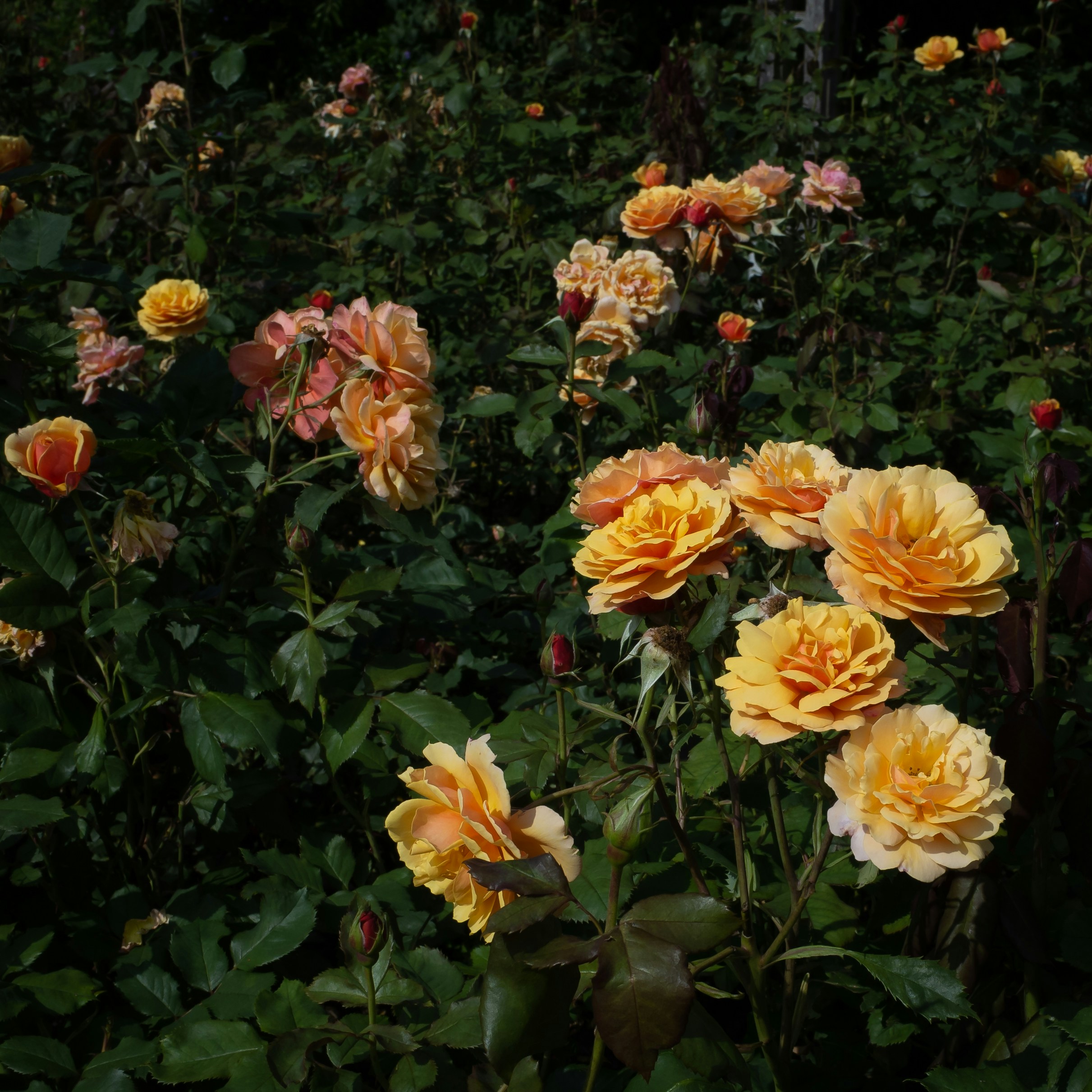 a field full of yellow and pink flowers