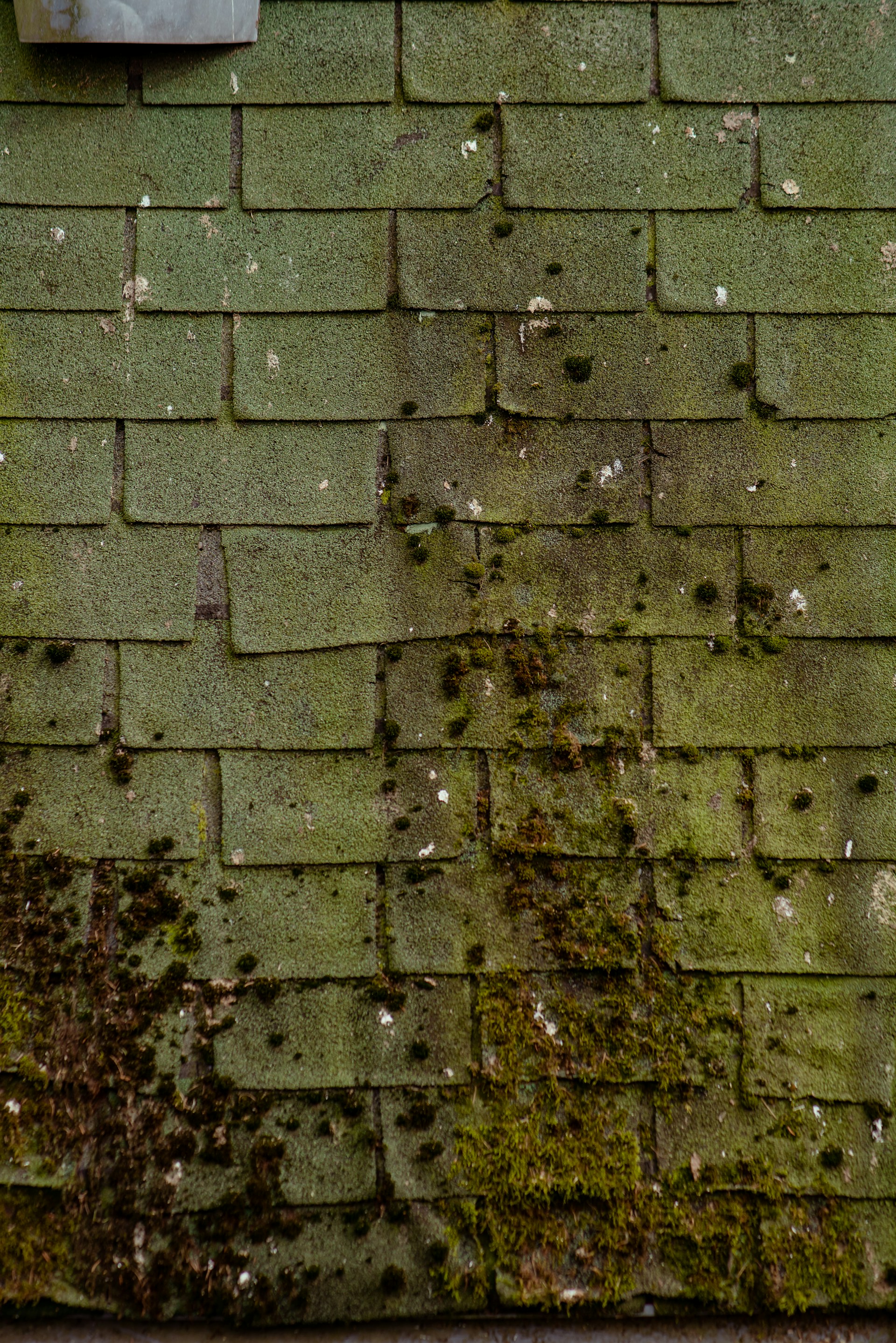Photo of a house facade covered with green algae and dirt before cleaning.