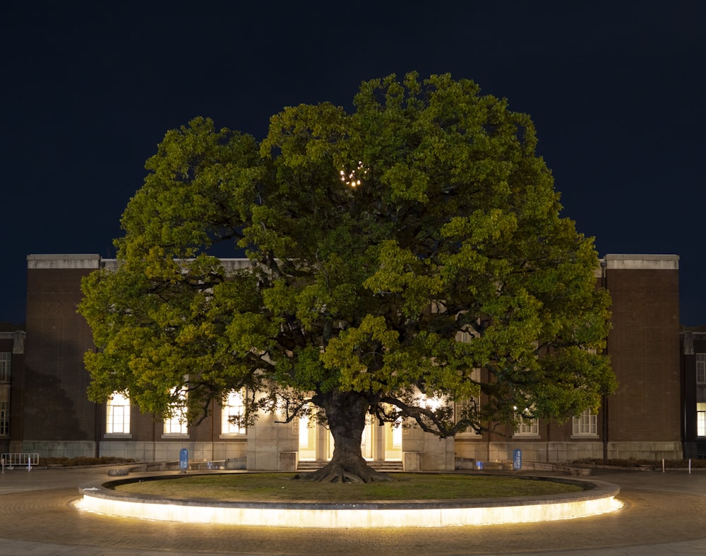 a large tree in front of a building at night