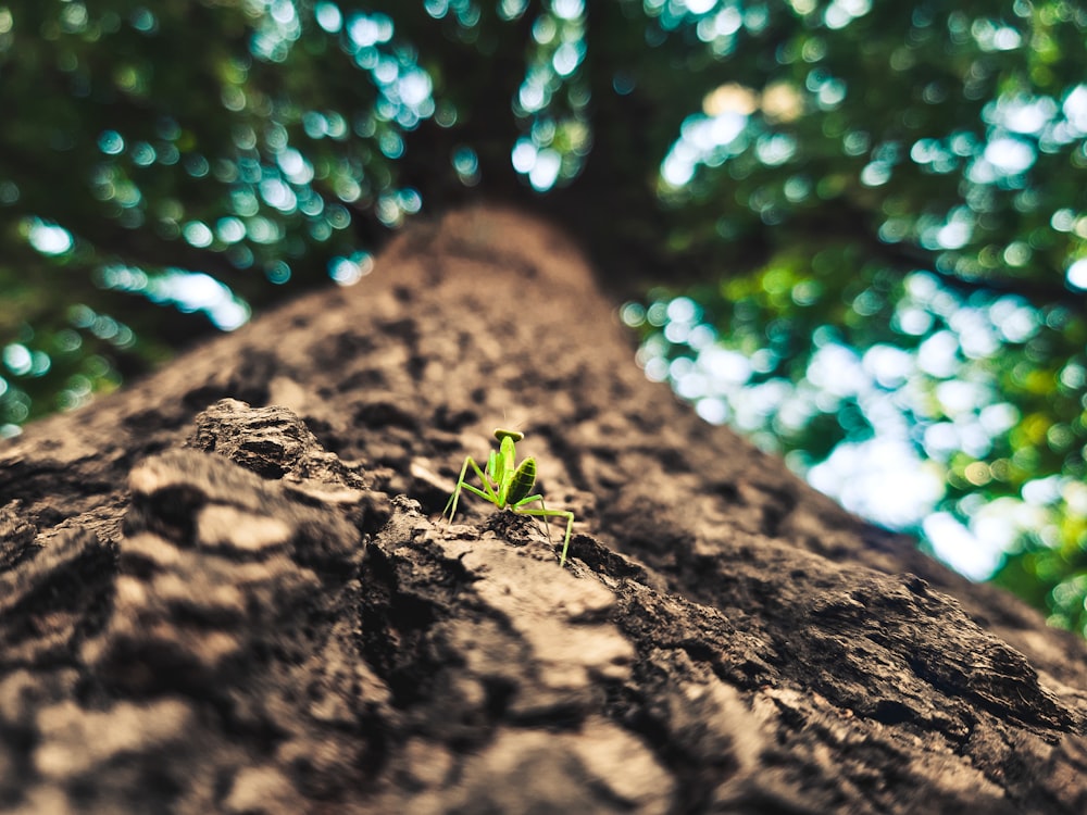 a small green insect sitting on top of a tree