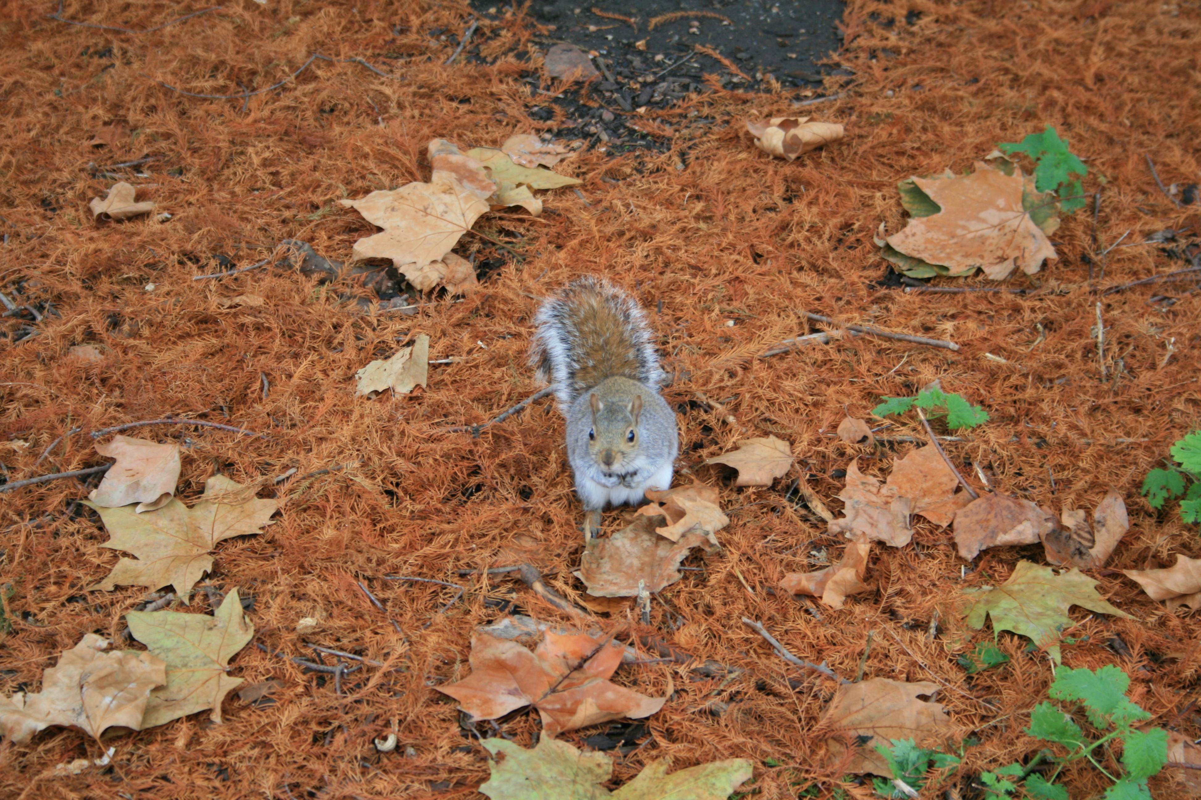a squirrel is standing on the ground surrounded by leaves