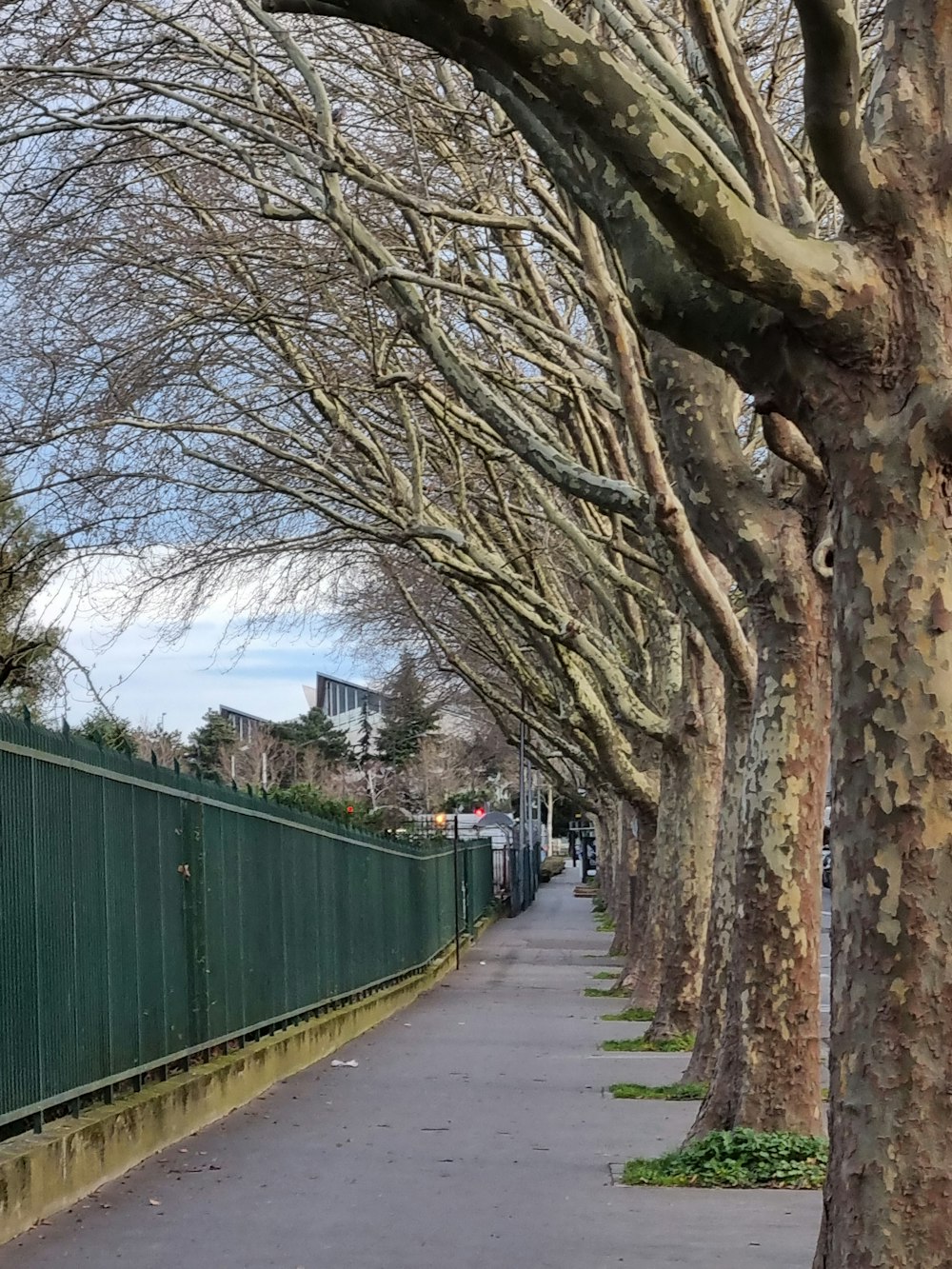 a street lined with trees next to a green fence