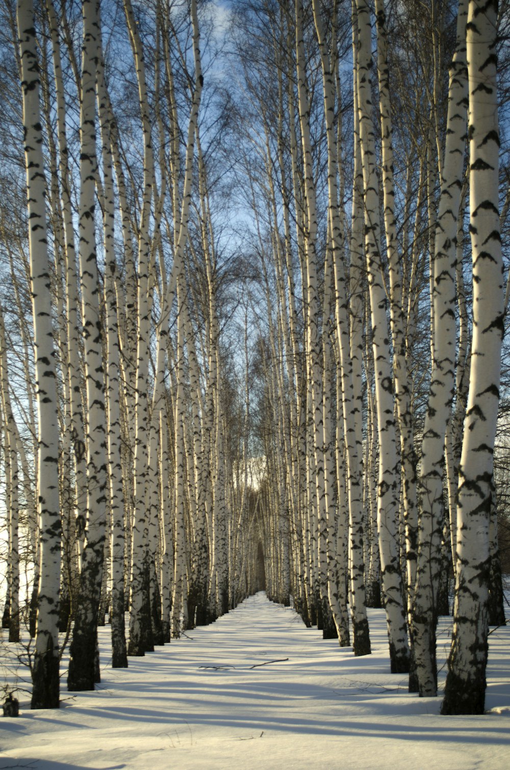 a snowboarder is going down a snowy path