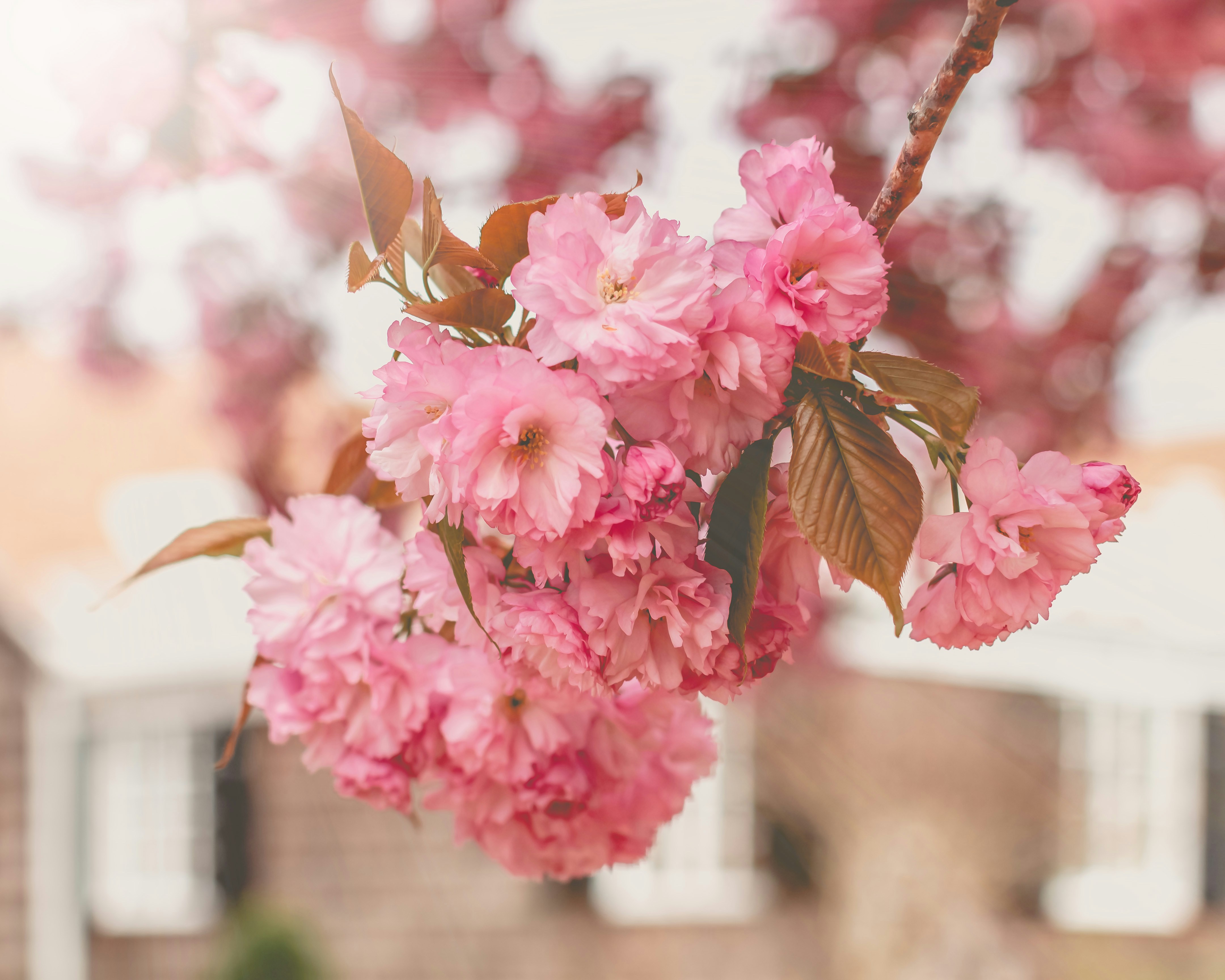 Ein Strauß rosa Blumen, die an einem Baum hängen