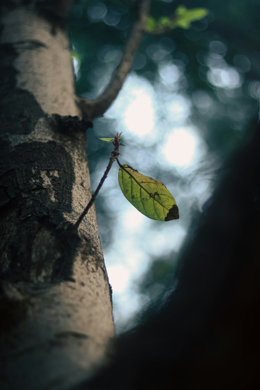 a leaf is hanging from a tree branch