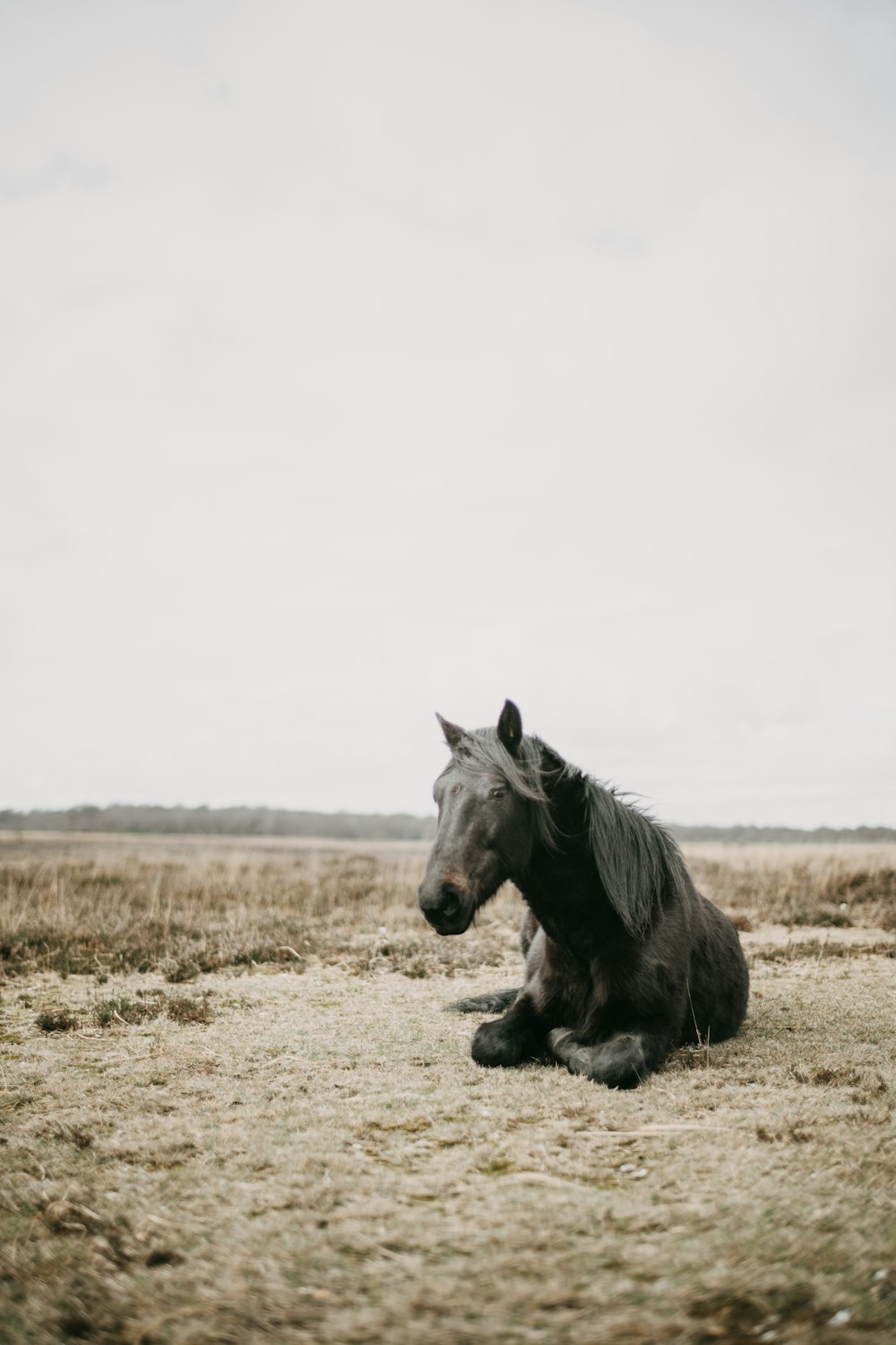 Ein Pferd liegt auf einem Feld