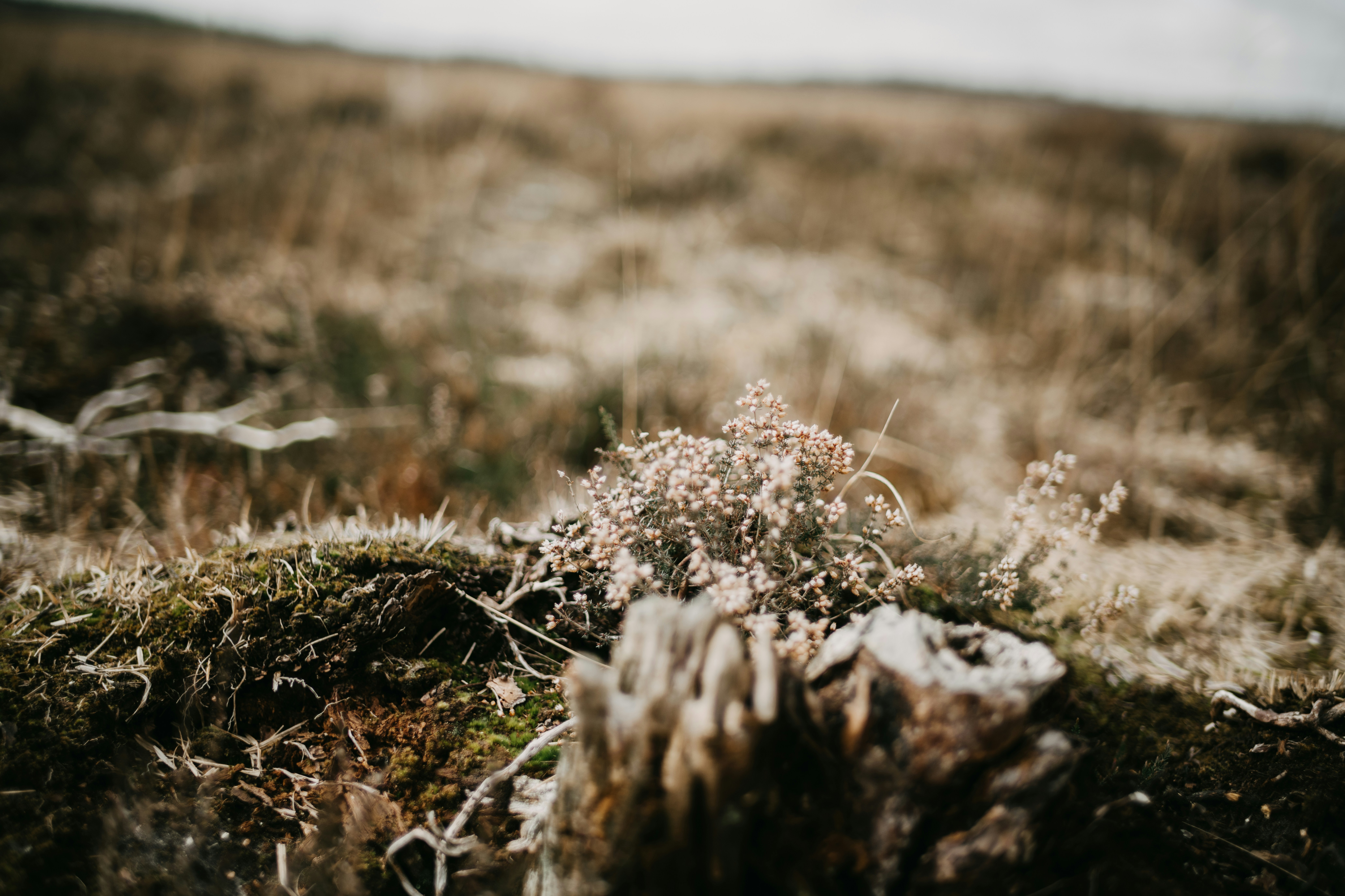 Photo by anniespratt