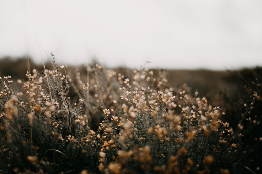 a field full of tall dry grass and weeds