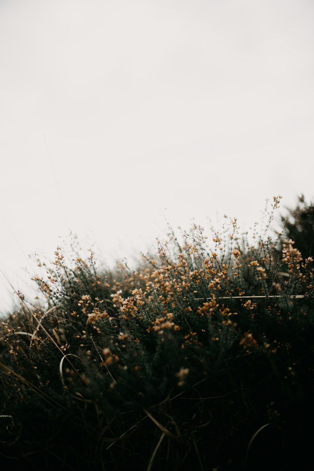 a bunch of flowers that are in the grass