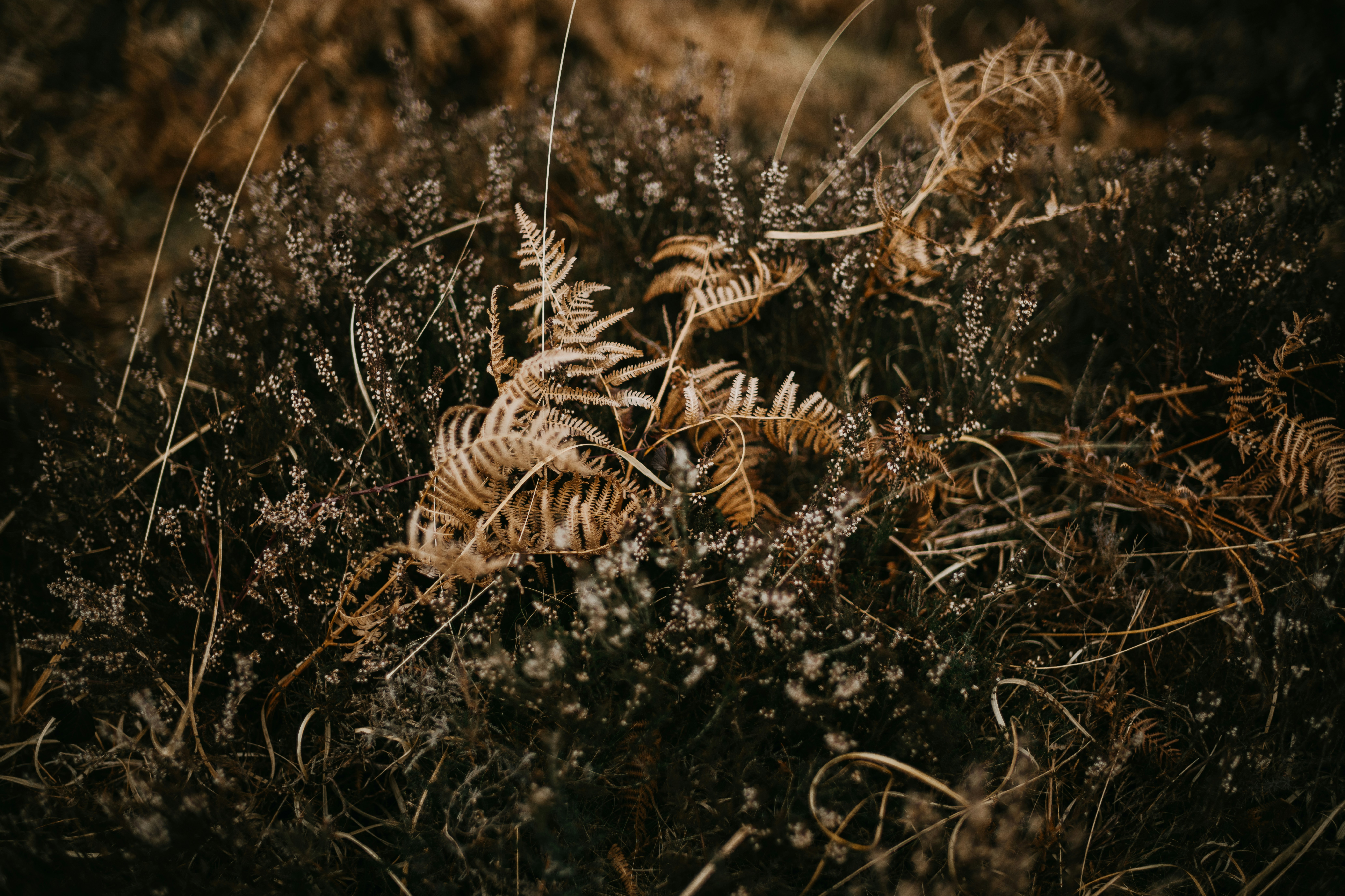 Photo by anniespratt