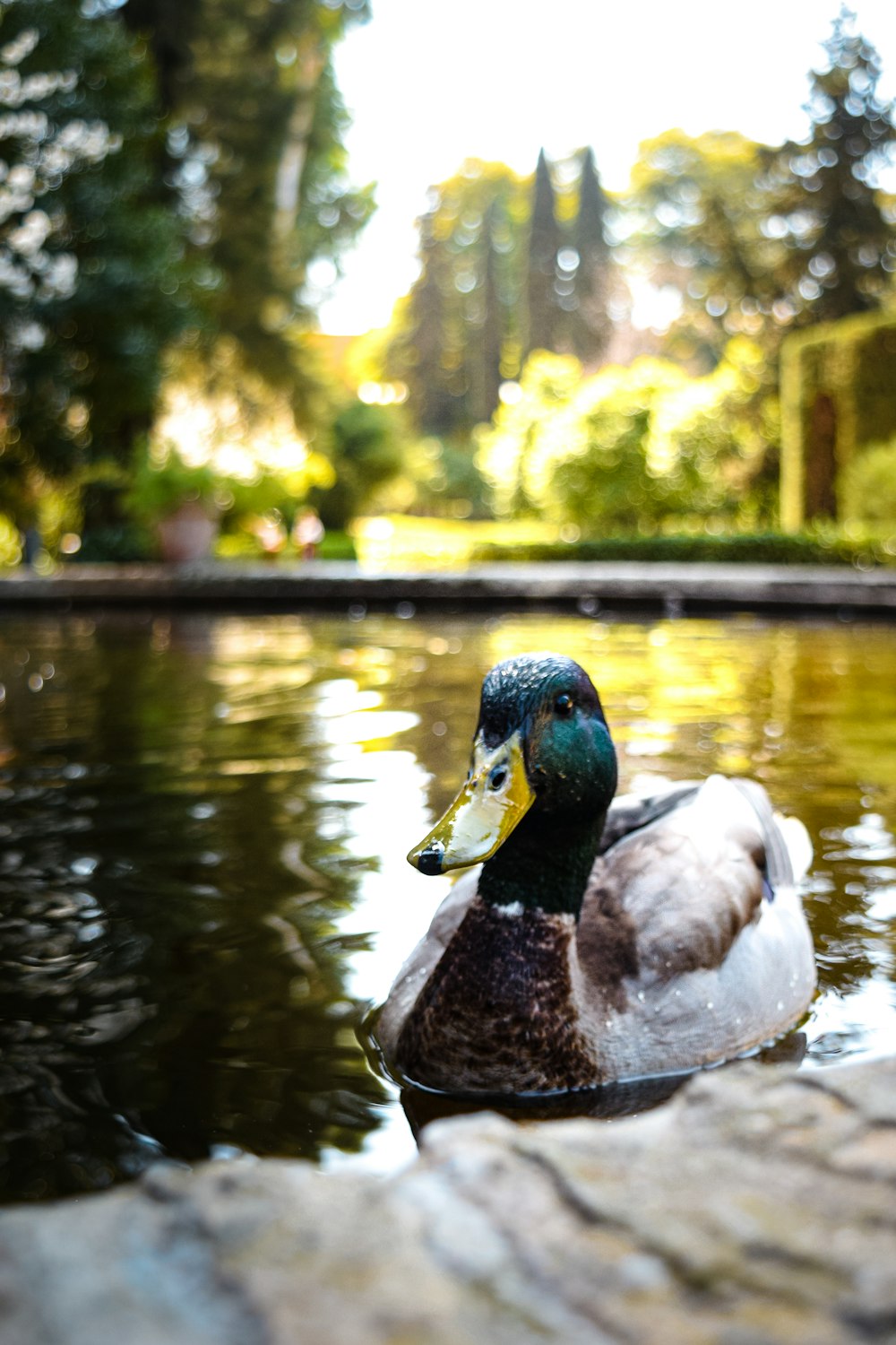 a duck sitting on top of a body of water