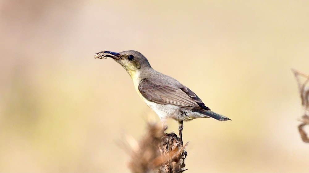 a small bird with a bug in its mouth