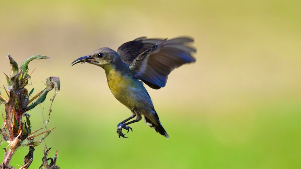 a small bird flying next to a plant