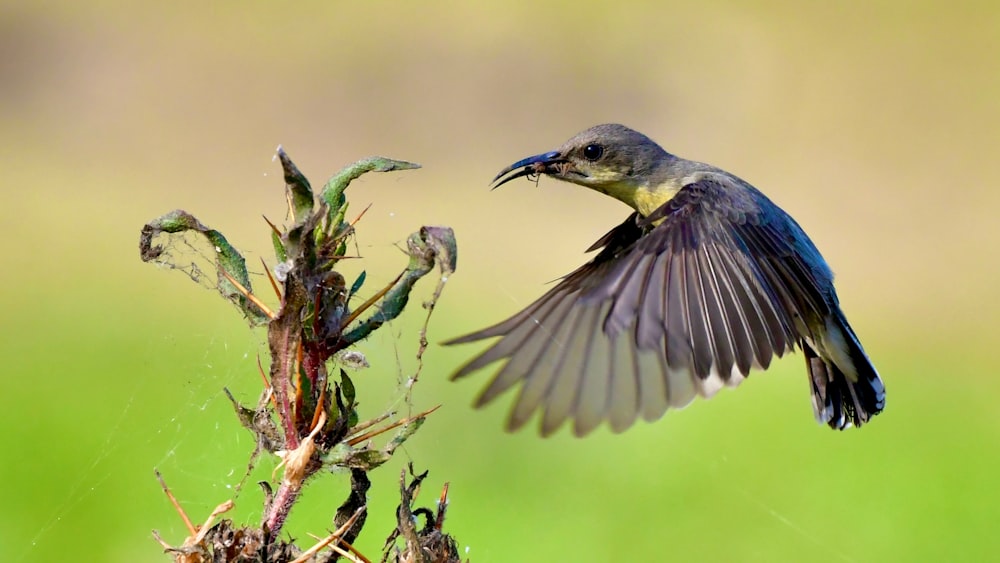 a small bird is flying over a plant