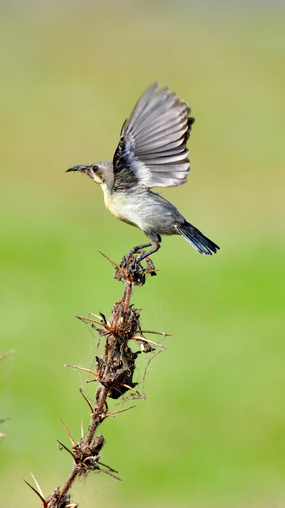 a small bird sitting on top of a plant