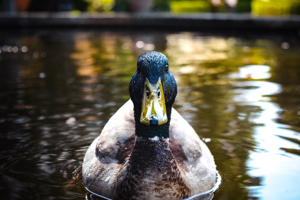 a duck with a yellow beak is in the water