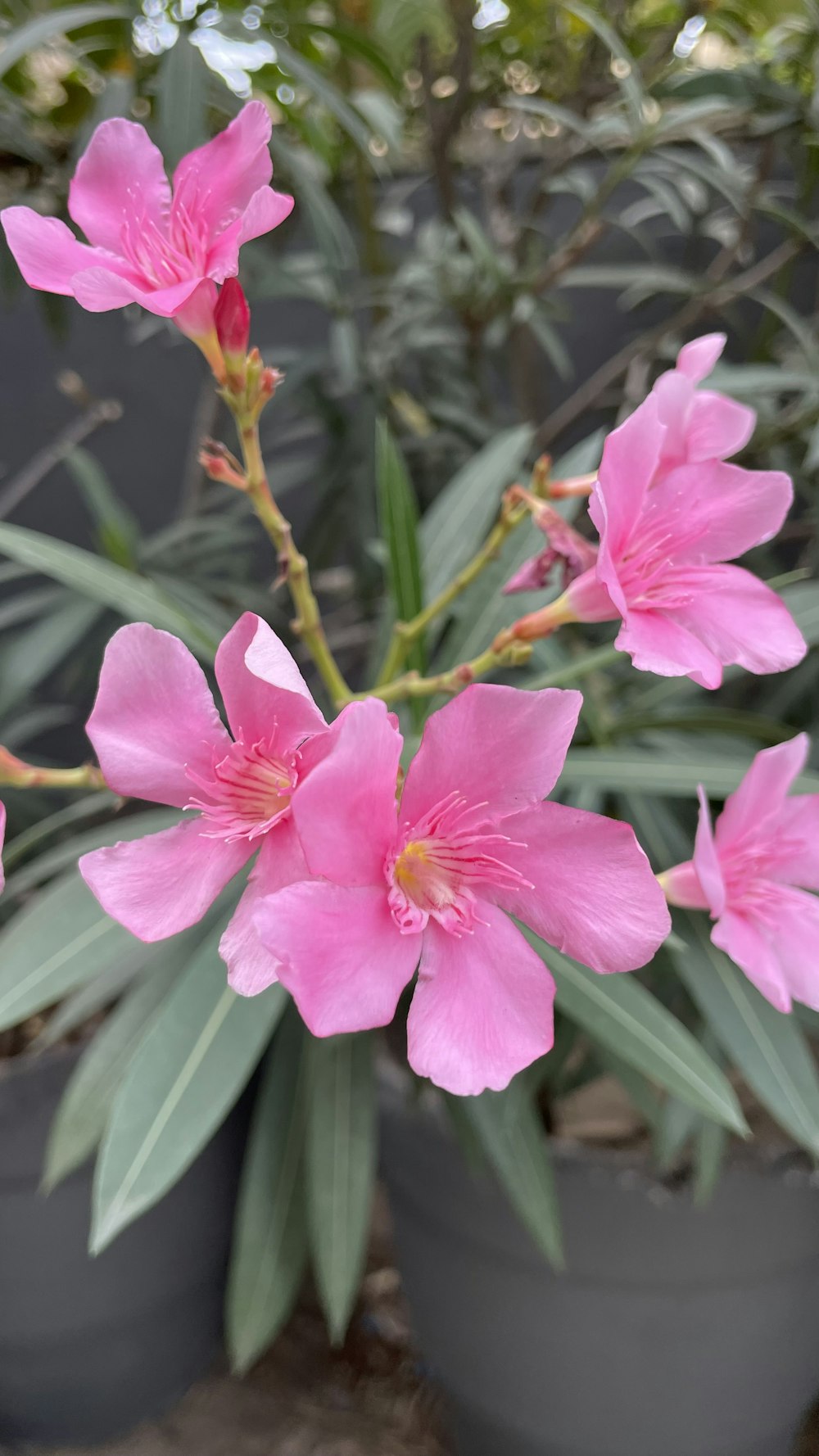 a bunch of pink flowers in a pot