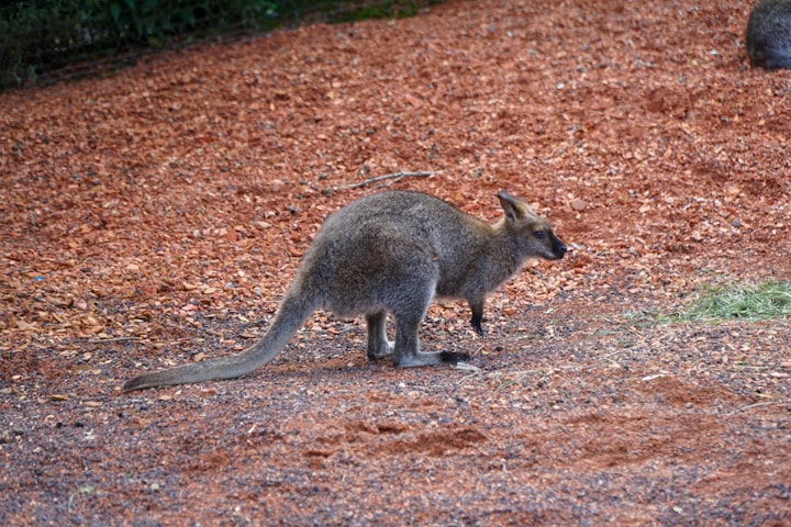 Kangaroo rat