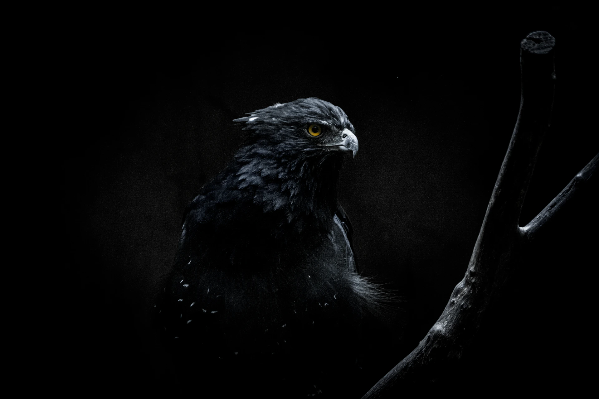 a black bird sitting on top of a tree branch