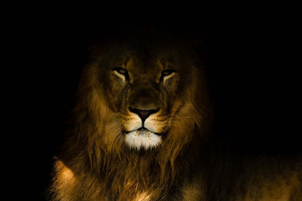 a close up of a lion in the dark