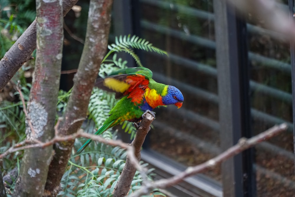 a colorful bird sitting on top of a tree branch