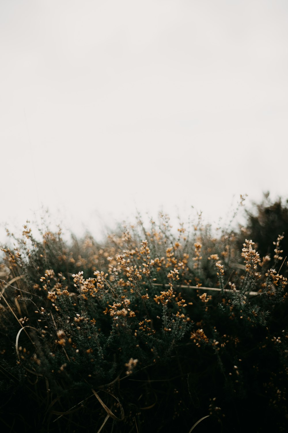 a bunch of flowers that are in the grass