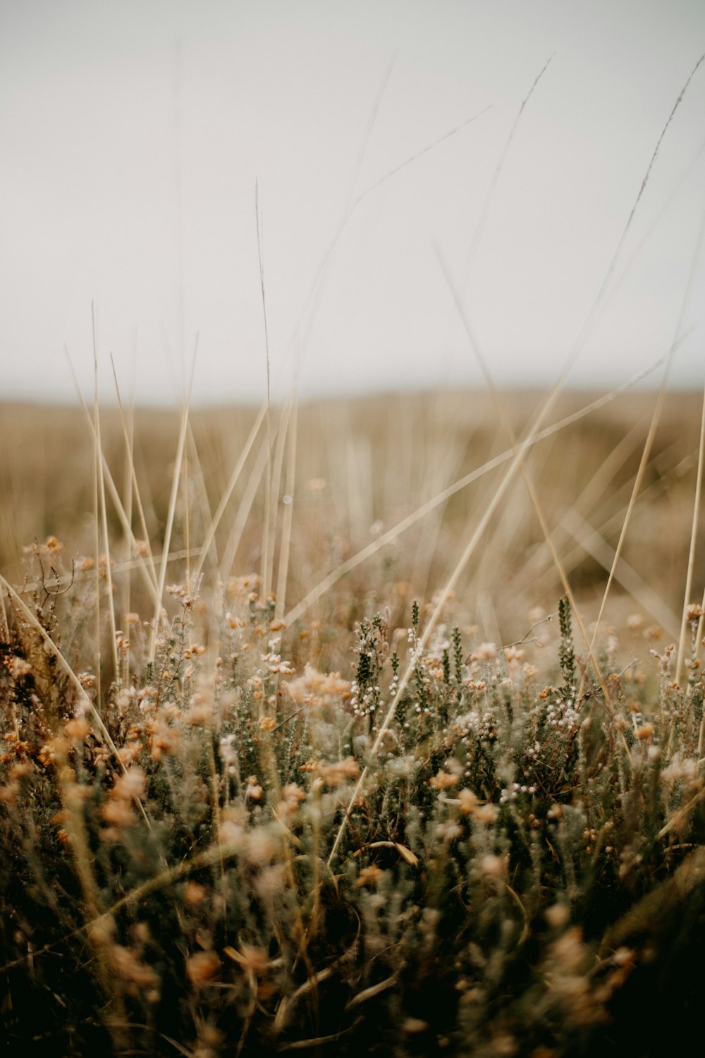 a field with a bunch of plants growing out of it