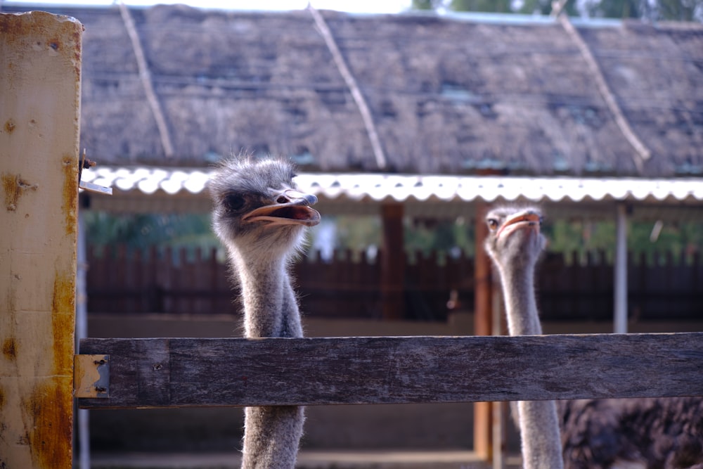 two ostriches standing next to each other behind a fence