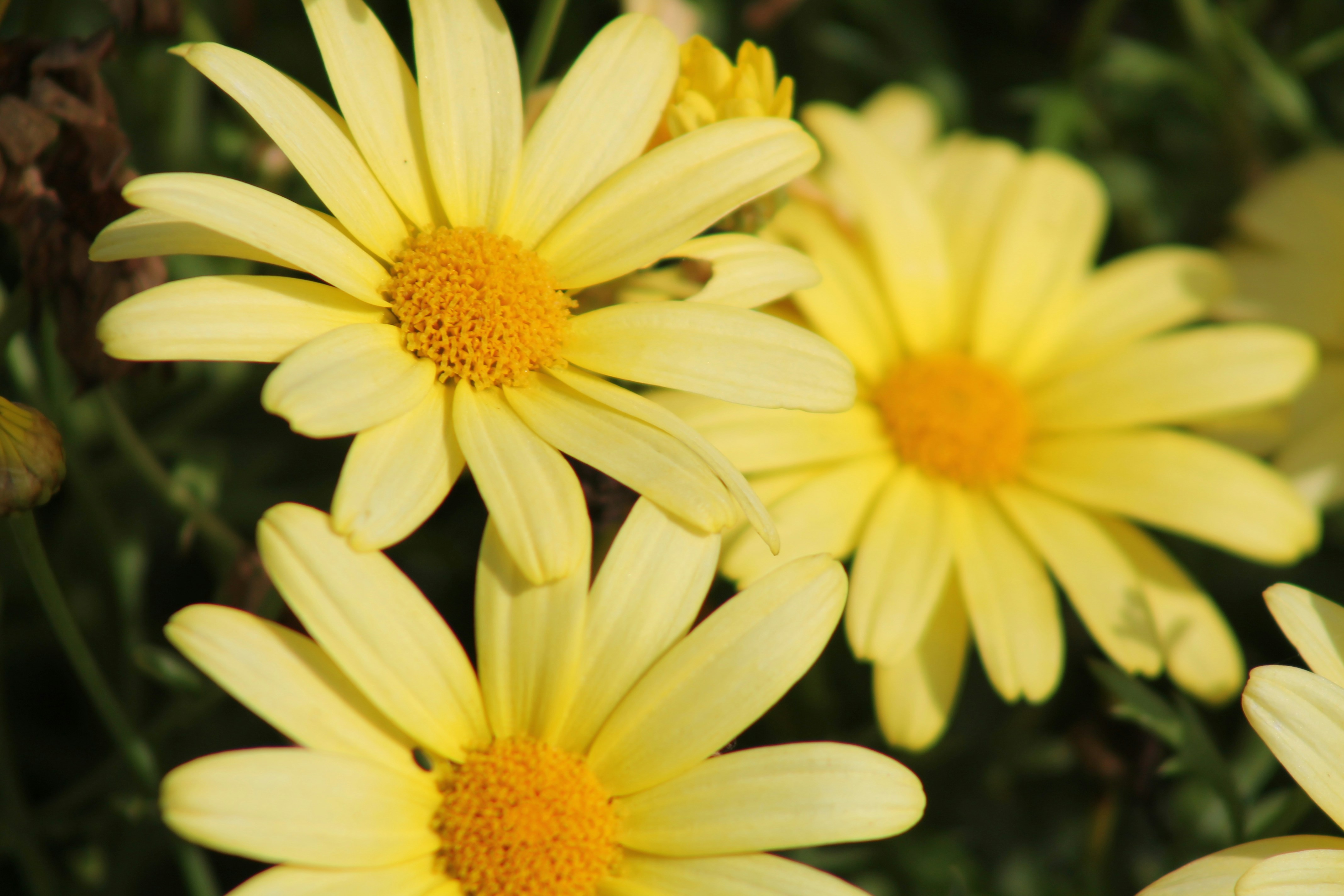 Photo by nicholassorrenti