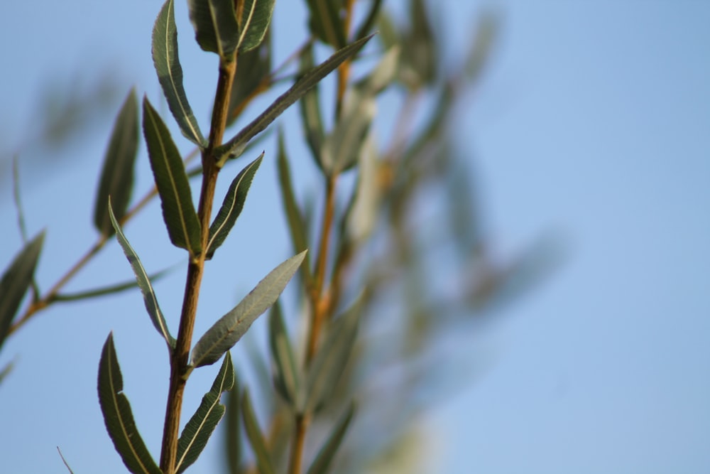 a close up of a tree branch with leaves