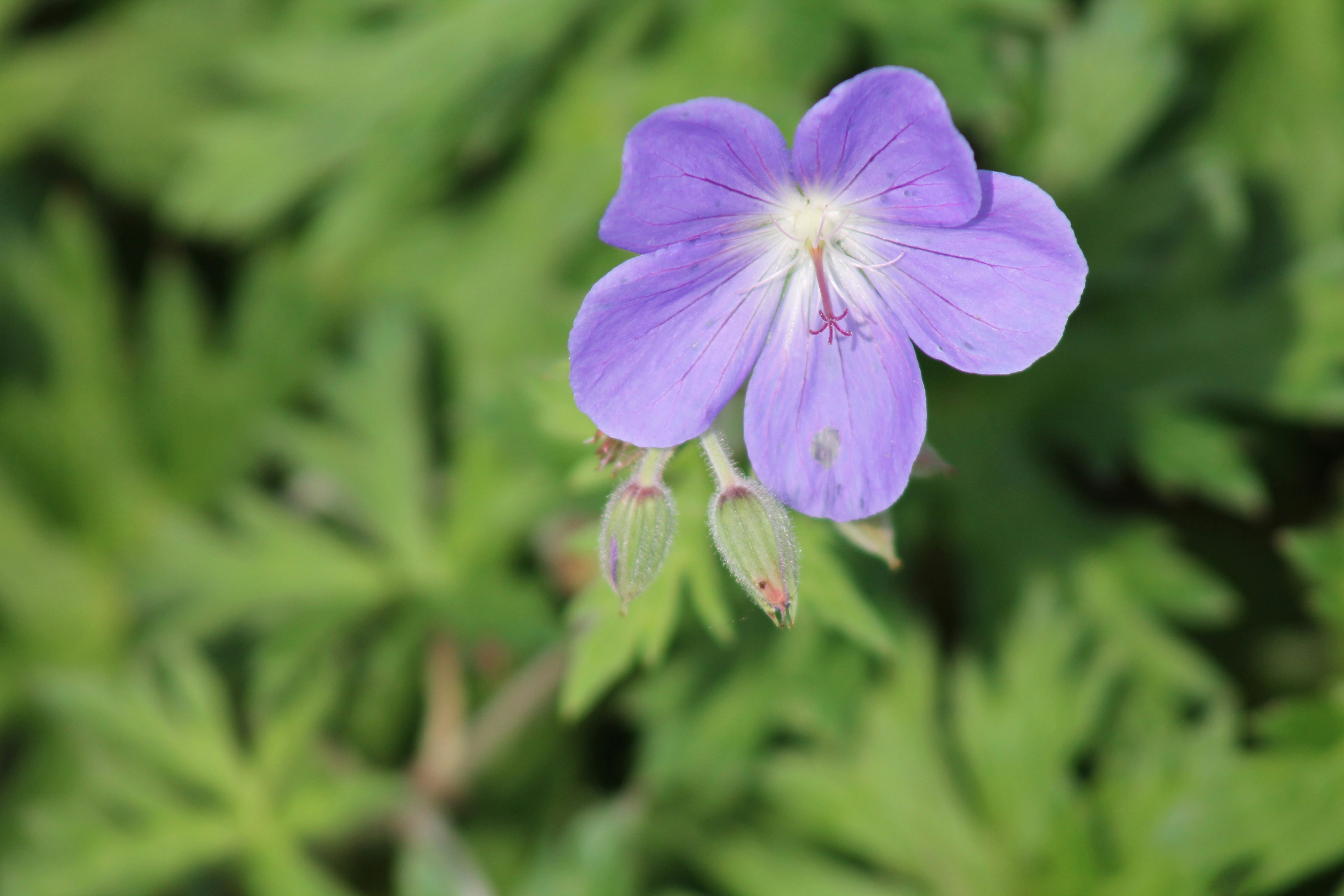 Photo by nicholassorrenti