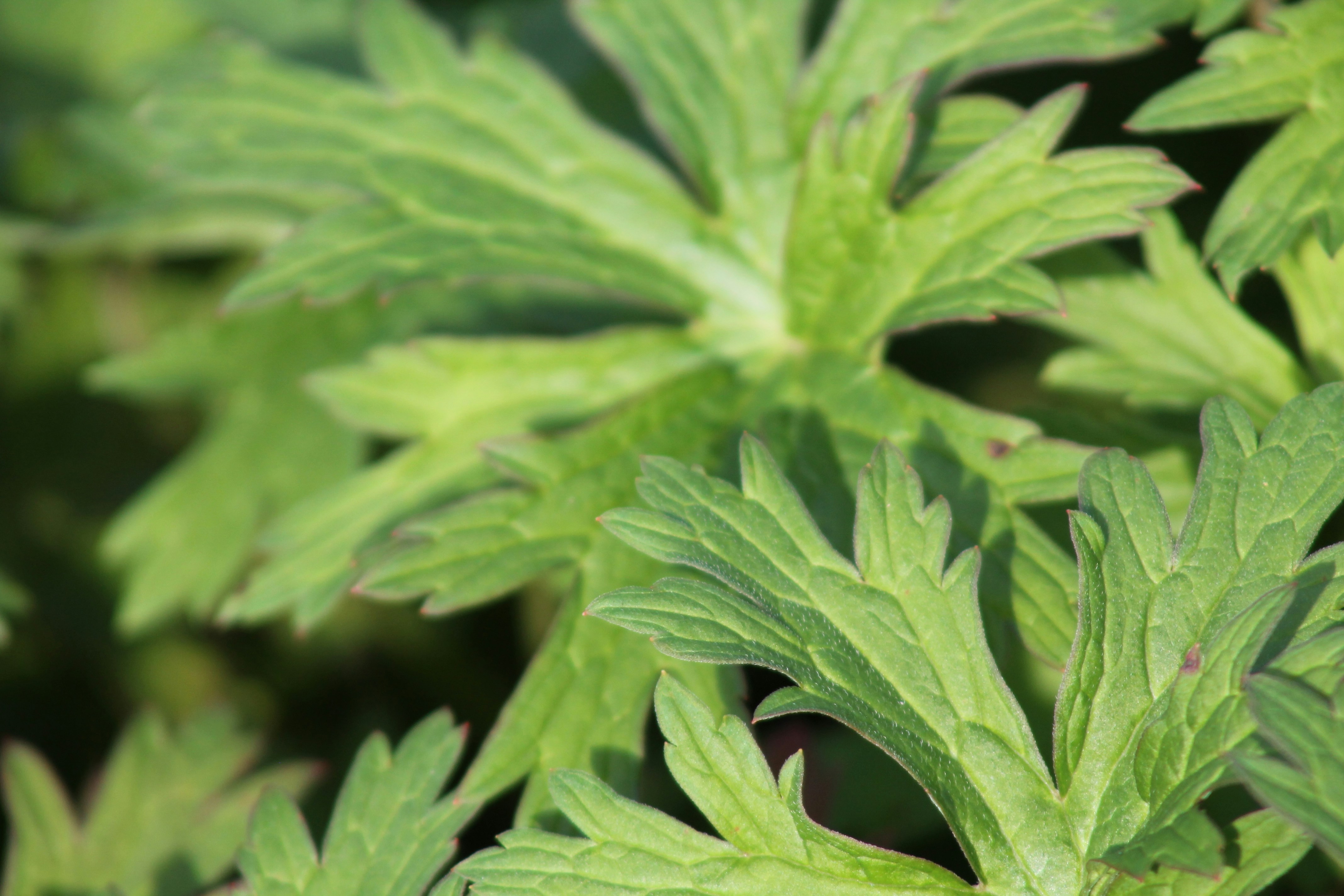 Photo by nicholassorrenti