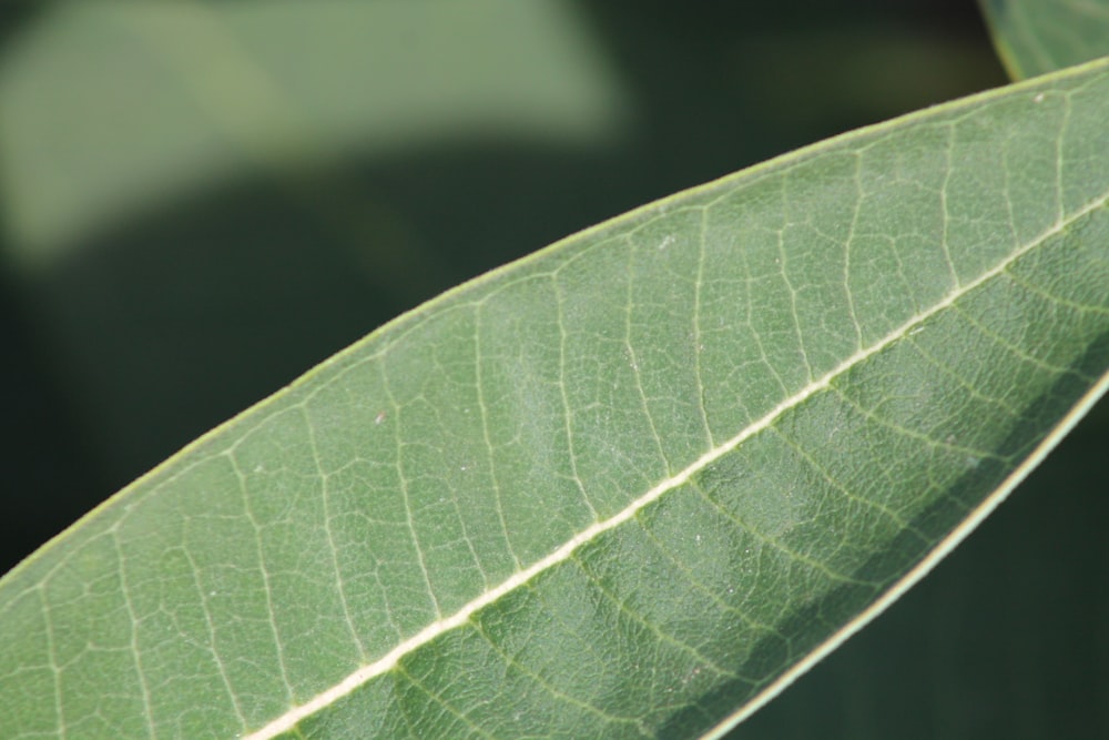 a close up of a green leaf with a blurry background